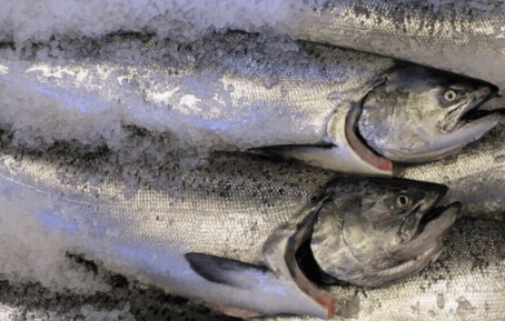 salmon for export